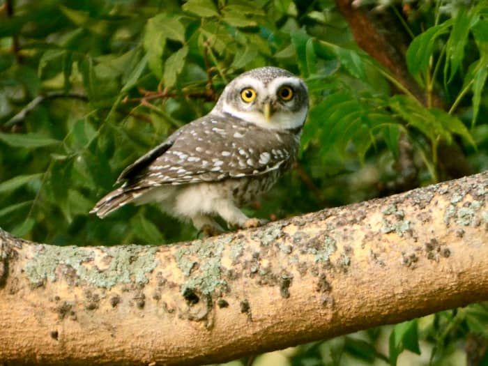 Spotted Owlet at TNAU gardens