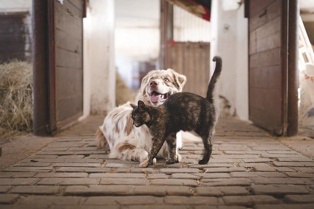 Create positive associations with cats. Your dog should be looking at you eager for a treat when your cat is nearby.