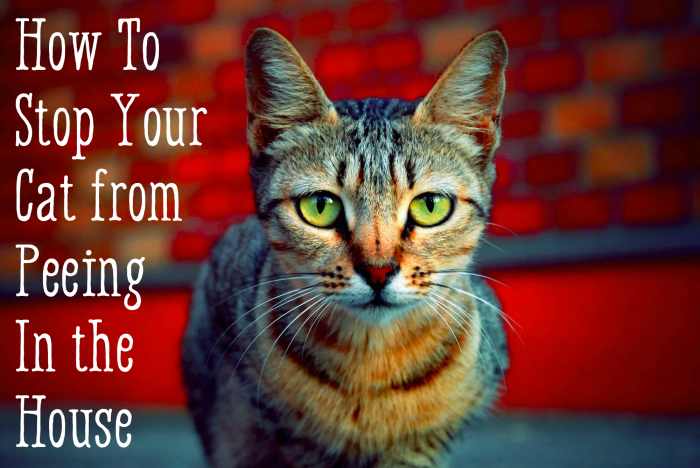 Teach your cat not to pee in the house