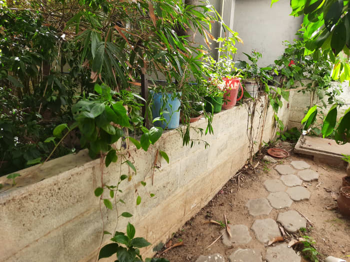 Plants on the compound wall