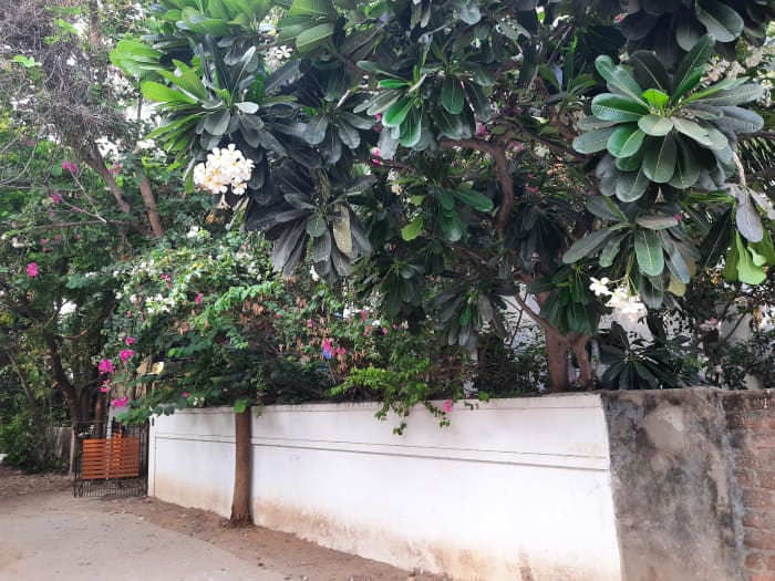 A tropical garden should have a dense tree cover