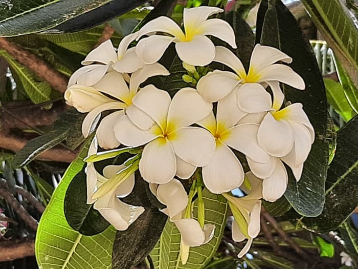 Frangipani flower or Plumeria
