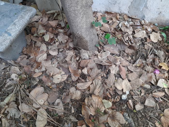 Garden floor with a thick layer of natural mulch