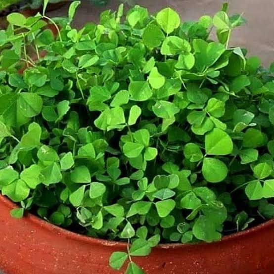 Fenugreek or Methi herbs can be grown in a clay pot, if you have a small space