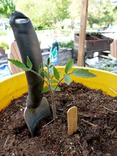 Slowly expose tomato transplants to increasing amounts of sun. Let all plants started indoors make this gradual transition.