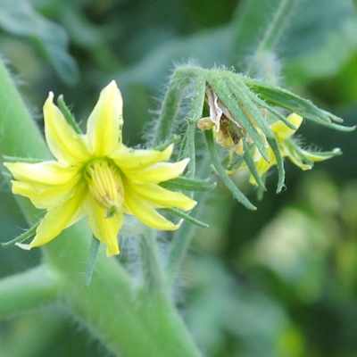 If you buy a tomato plant that is already blooming, pinch off the flowers. Allow your plants to develop a strong root system before producing fruit.