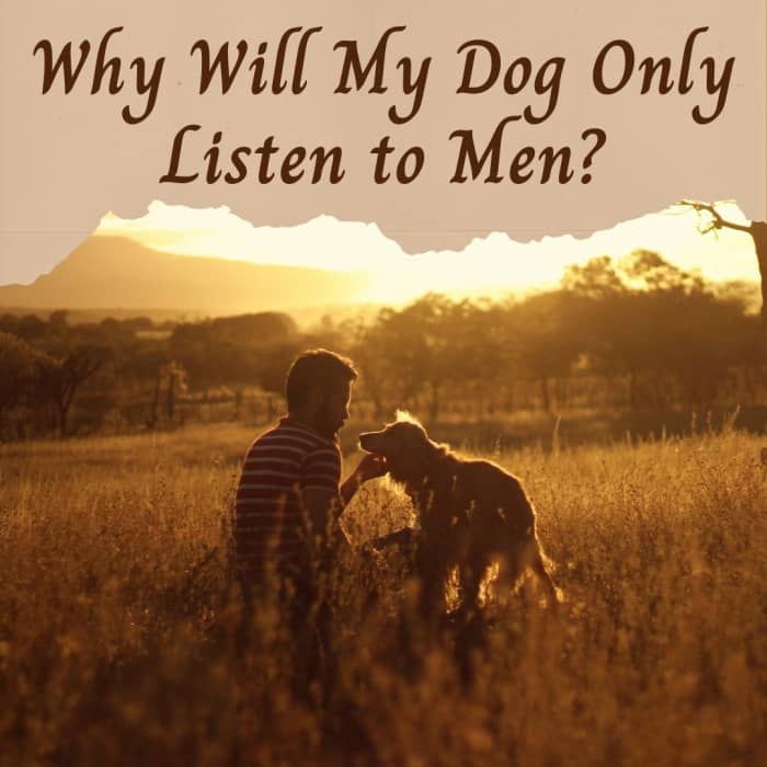 Why Does My Dog Only Listen to Men? PetHelpful