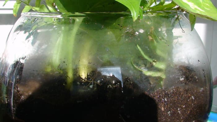 Even an open terrarium will act as a miniature ecosystem having a working water cycle in miniature. As it is an open system it will need more frequent watering than a closed terrarium.
