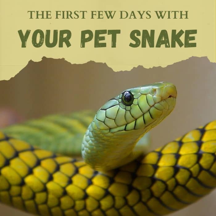 First Few Days With a New Pet Snake - PetHelpful