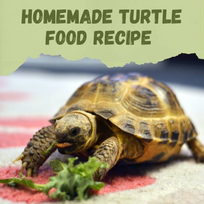 Рецепт домашней еды для черепахи своими руками