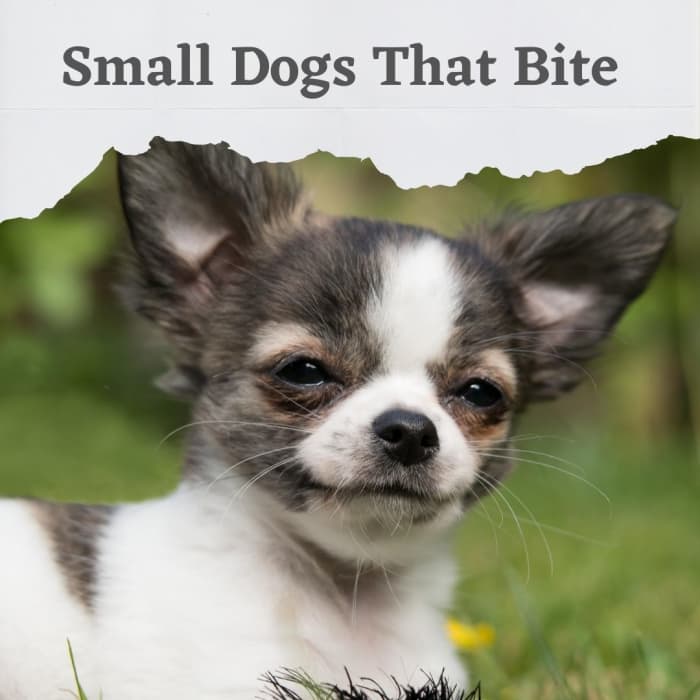 5 Dog Breeds That Bite but Are Almost Never Reported - PetHelpful