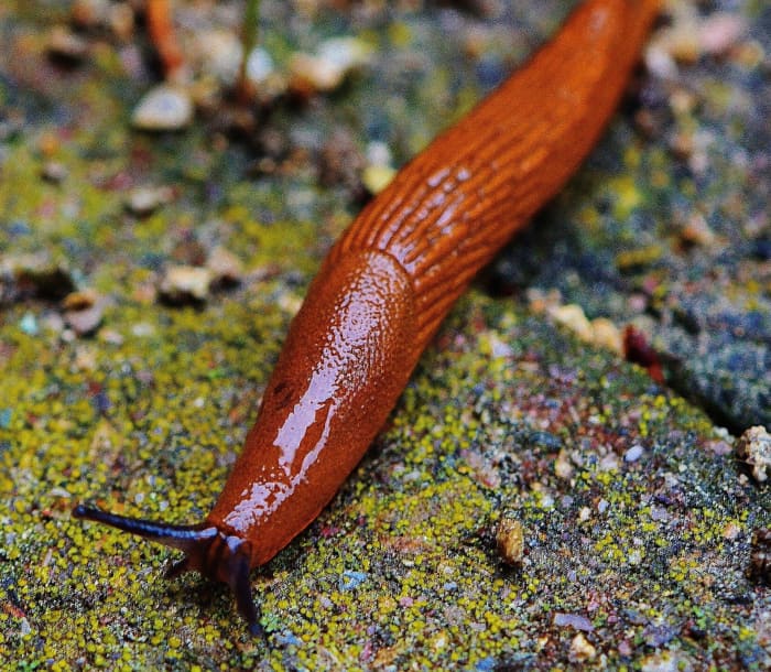 What do slugs eat? Learn tips on feeding and caring for slugs.
