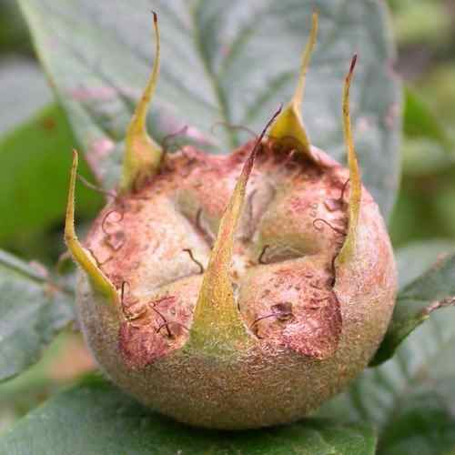 The medlar fruit displaying the characteristic that has led to its colloquial name.