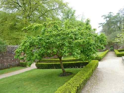 A medlar tree