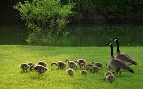 The goose looking after their gosling, goose not only eat grains like the poultry, but eat also lots of grass and they eat a lot of it.