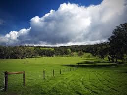 Paddock of green grass early spring in enclosures like this we would let the animals graze all day long in springtime.