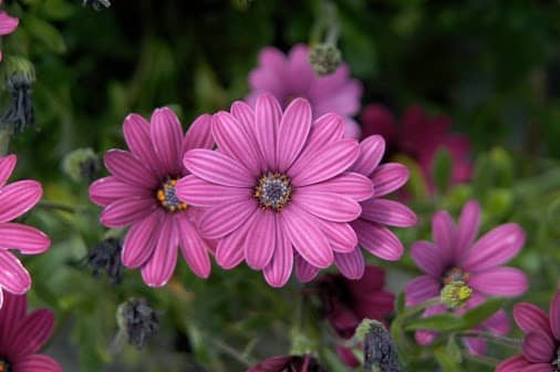 These pretty flower are just another beautiful sight that we find easily in spring time.