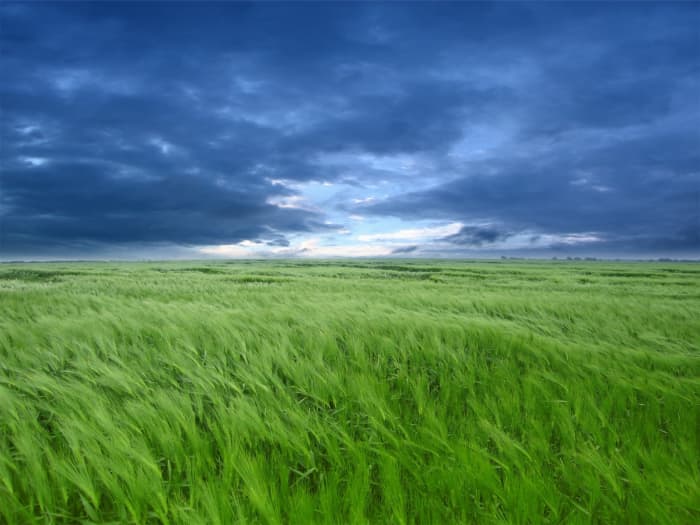 Green field of wheat of barley in late spring, if you look closely the ear of wheat corn or barley are coming out of the stems. I would like to point out that barley was used to be cut to feed the animals in late spring.