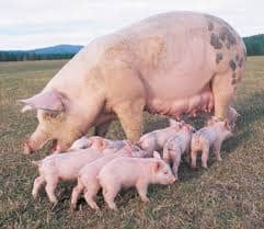 Mother pig and her piglets, did you know that every piglet has got his own tit to feed themselves.from their mother milk?