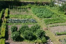 In the farms we all had to have a large kitchen garden, that would produce at least all the vegetable and other produce that we usually find at the green grocery shops, these produce were grown for the farmer family needs during the year.