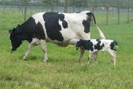 Mother cow with newborn calf grazing in a green field. The calf is very young because it is still skinny, if it was old it would have been fatter, since mother cow makes plenty of milk and the caves fatten quickly.