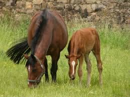 Some farm animals and their offspring . Everyone of them has got its own personality, you would know what I mean if you are familiar with animals they have a personality of their own, just like people.