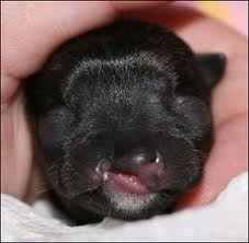 Chihuahua Puppy drastically overbred to produce softer, more silk-like fur patterns; resulting in such grotesque cleft palate and lip on far right facial features.