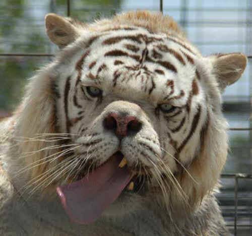 Inbred with its own parent in the hopes of creating a more favorable White Siberian Tiger with Green or Golden pigmentations in the eye region.