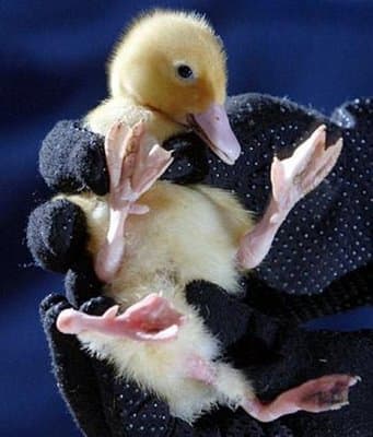 Young duckling with asymmetry conflicts bred from a preferred line in order to create better egg-laying productions.