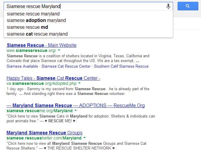 You can easily find any breed of cat you want through a local rescue group. Just do a quick google search.