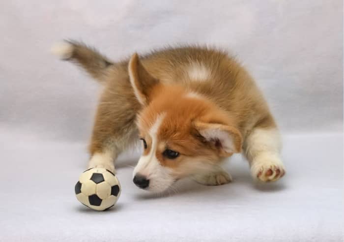 Playing with a ball is all about the thrill of the chase.