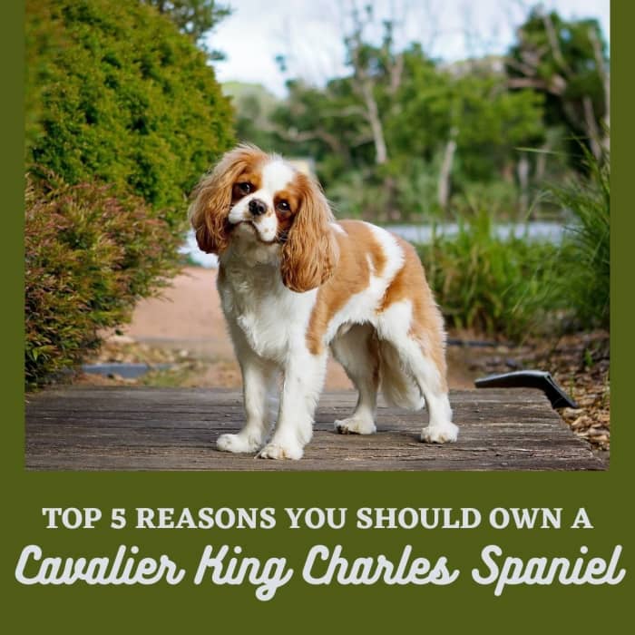 Top 5 Reasons to Own a Cavalier King Charles Spaniel - PetHelpful