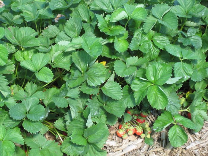 benefits-of-strawberries