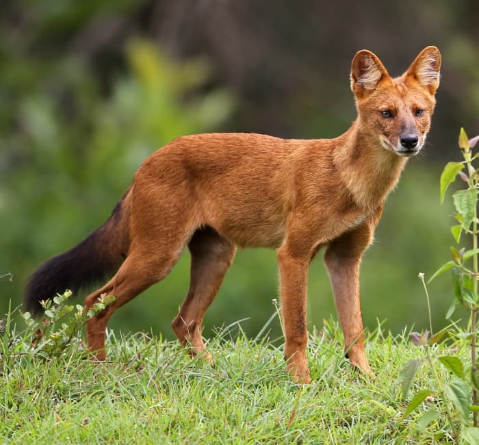 The dire wolf may have borne some resemblance to a dhole (an Asian canid), though it was significantly bigger and bulkier.
