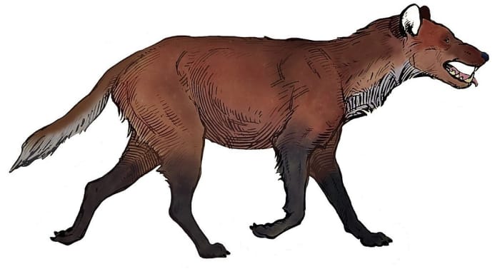 An early twentieth-century illustration of a dire wolf based on a museum skeleton