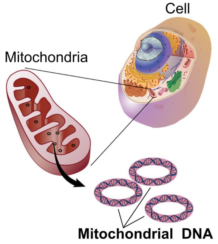 The Mitochondrion