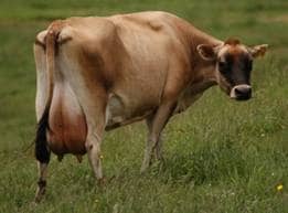 Milking cows make plenty of milk, specially in spring when there is plenty of green grass to eat like this cow in this paddock, look at her udder she must be making plenty of milk every day.
