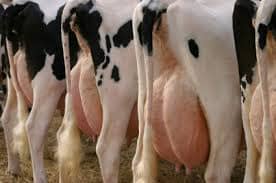 These are a few milking cows ready to be milked, look at their udders they are full of milk, today farming is done in a different way, everything is modern and there are milking machines, but in the old time we used to milk the cows by hand.