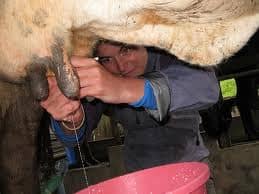 This is how milking the cow was done in the old days, there were no milking machine for thousands of years, so everything was done the long and hard ways.