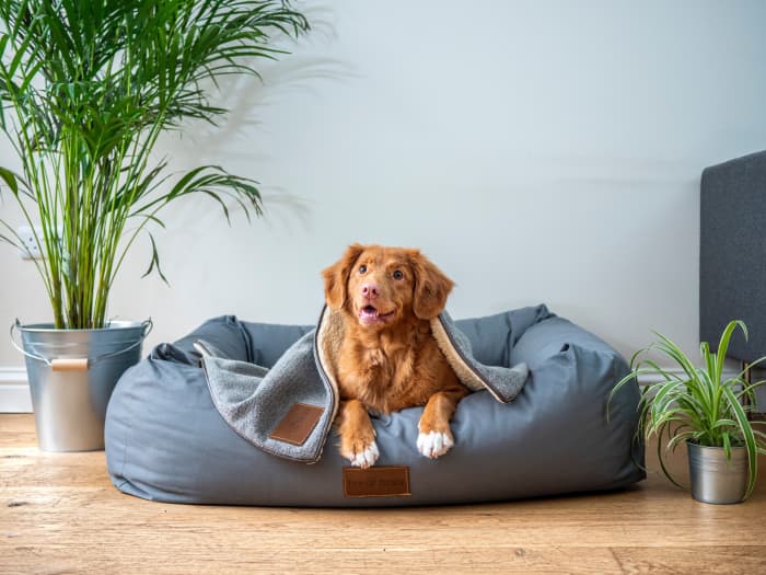 You might not know what a fixed action pattern is, but I'm sure you've seen it countless times in your pup. For example, turning around in circles before laying down is a fixed action pattern.
