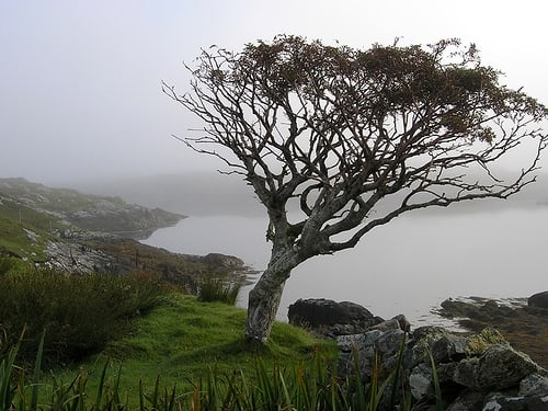 A lone rowan tree. gnarled and blown by strong winds grows high above the banks of a cursed lake - see Findabair's story (left)