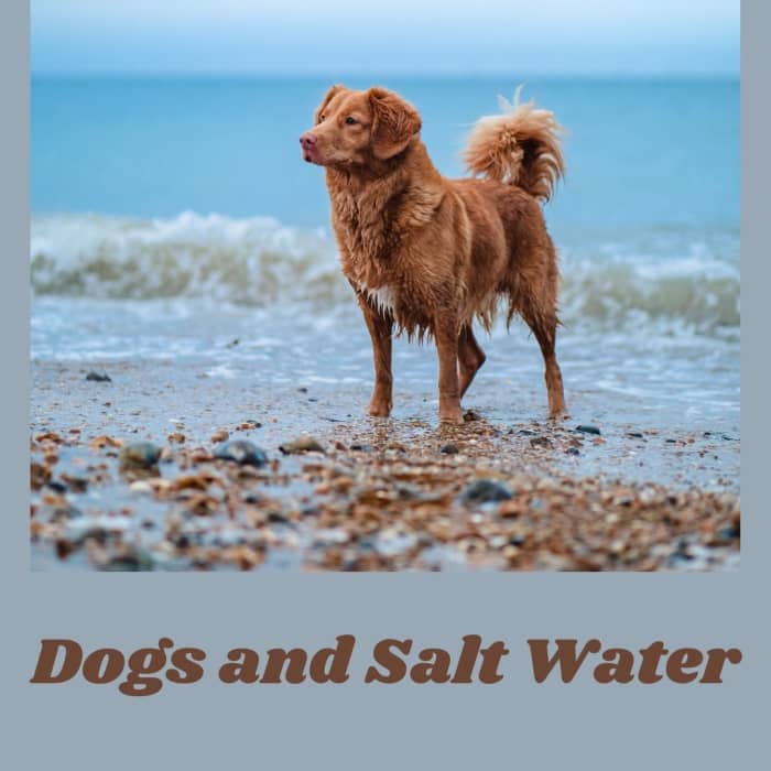 The Effects of Salt Water on Dogs - PetHelpful