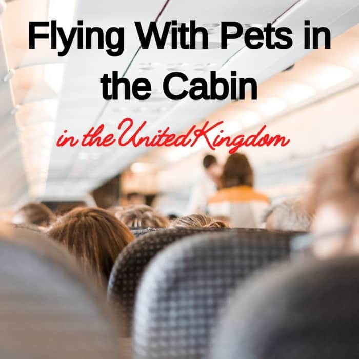 Flying With Pets in the Cabin to the United Kingdom PetHelpful
