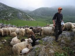 One shepherd with a small flock of sheep, these might be the first people that were living in the caves, and later on moved to live in the town