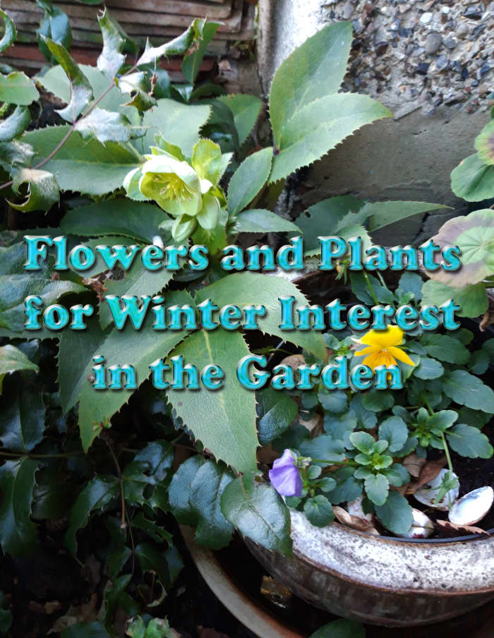 Try incorporating these plants and flowers into your garden to keep it colourful and lively during the winter.