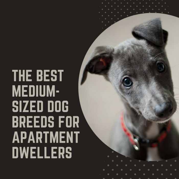 The Top 6 MediumSized Dog Breeds for an Apartment PetHelpful