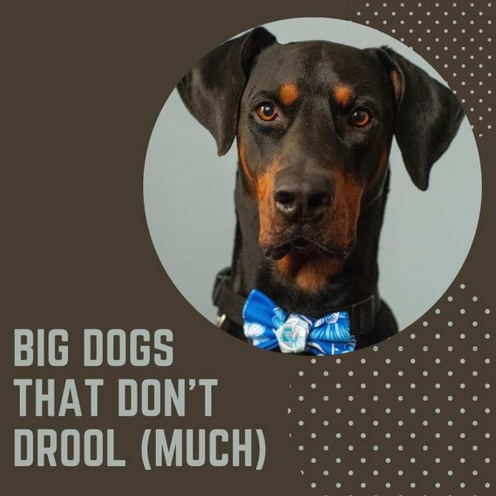 5 Large Dog Breeds That Don't Drool (Much) PetHelpful