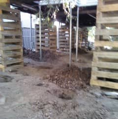 This photo was taken while the work was being done. There is indeed a lot of work involved, and only people with the know how and a large gang of worker should attempt to do it. Just look at those big stack of timber that they use to hold the house