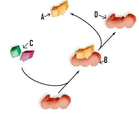 biology-3-chemical-bases-of-the-life-2