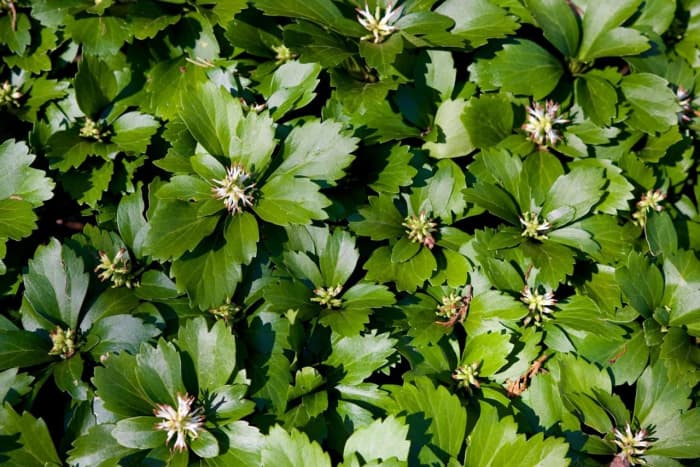 The shiny Japanese pachysandra. This perennial evergreen thrives in deep or light shade. It adapts readily to island beds with shrubs, dry shade beneath trees.